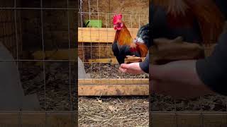 Very small rooster #homestead #craidero #bantam #chicken #bantams #azteca #farm #bird #qaib