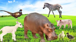 Animals in Nature | Pig, Duck, Cow, Dog, Hippo, Parrot – Cute Little Animals!