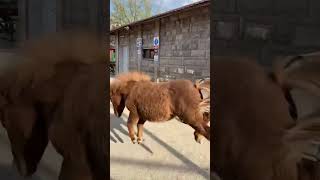 #reels #tiktok #fypシ #keşfet #horse #at #midilli #hayvan #ankara #evcilhayvan