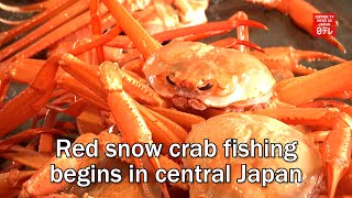 Red snow crab fishing begins in central Japan