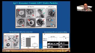 Leishmania Parasite, Extracellular Vesicles and Viruses: A Dangerous Trio by Martin Olivier