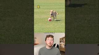 Top 5 Dogs of June!
