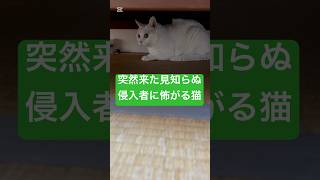 「はやく奴ら追い出して....」見知らぬ侵入者に怖がるかき猫が可愛い #cat #猫