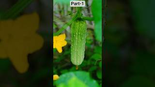 Part-1 Rural cuisines| Village Food| Rurallife #asianrecipes #scenicview