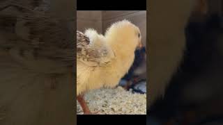 おしりモフモフ🐤　可愛さしかない　#ひよこ #ヒヨコ #ニワトリ #鶏 #ホシノブラック #アローカナ #モフモフ