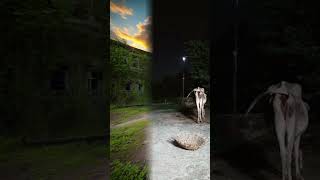 #ai #aiphotography #aiphotos #aiand #aimbot #aivideo #aivisuals  #aiviral #aivideoeditingsoftware