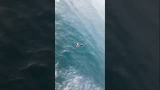 8m 飛び込み失敗#飛び込み