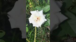 White Damask Rose Flower #shorts