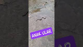 ANAK ULAR #ular #ularberbahaya #ularsawa #shorts #fypシ