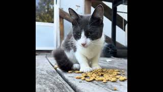 No Name Cat Six ▢ 4K HDR #Short