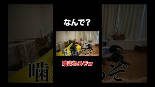 りほの愛犬と仲良くなるためのアプローチ