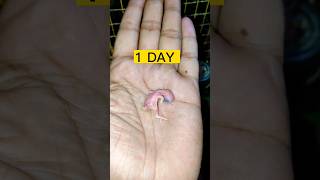 30 SECOND in 30 DAYS | BABY BIRD GROWTH STAGES#shorts #birds