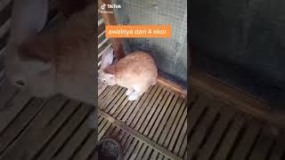 Modal 1Jt sukses ternak kelinci