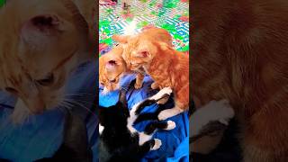 Cat Morning Moments 🐈💚 #cute #cat #shorts #2024cats #meow #catvideo #catlover #fyp