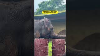 johor zoo is back in business 🦁🐘 #malaysia #johorbahru #johormalaysia #zooanimals