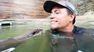Swimming with Baby Otters