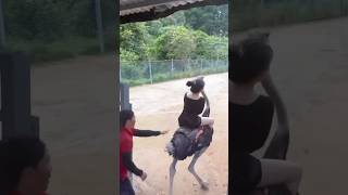 Crazy Ostrich ride 😂 #ytshorts #ytviral #crazy #ride #ostrich #animals #girlpower #trending #views