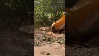 #treecuttingservice #treecuttingdown #stihl #chainsaw #tree #arboristing #treeservice #viralvideo