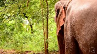 The Elephant Valley Project - Join the Herd!