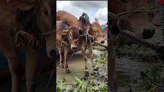 cow unloading,cow unloading 2024 #গরু #youtubeshorts #goru #cow #viralvideo #viralshorts #bull