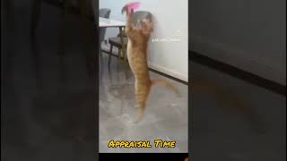 Employee During Appraisal Time #infosys #wipro #tcs #india #usa #company #pvtjob