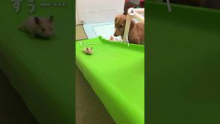 静かに見守るワンコさん｜PECO #ハムスター #ミニチュアダックスフンド #ハムスターのいる生活 #hamster #miniaturedachshund #hamsterlife