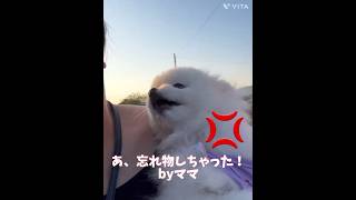 ママの忘れ物💦 #ペット #ポメラニアン #ペットのいる暮らし #愛犬 #いぬのいる生活 #犬好き #犬好きさんと繋がりたい #いぬすたぐらむ #いぬ #犬 #犬のいる暮らし #ペット #犬動画