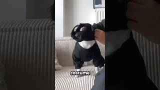 This dog turned into a secret ninja 🥹❤️