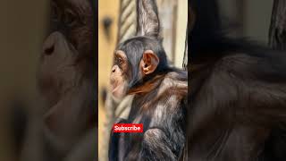 monkey #highlights #monkey #monkeylove #shorts #animals