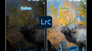 Photo Editing in Lightroom: Transforming Raw Images Like a Pro