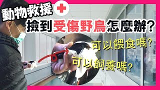 【動物救援】撿到受傷野鳥怎麼辦？正確知識避免悲劇的發生｜生活Vlog EP4