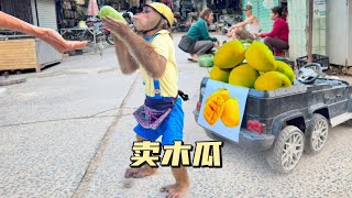 小猴子摘了木瓜去菜市场卖 #萌宠#动物#猴子成精#萌宠出道计划#萌宠成精了
