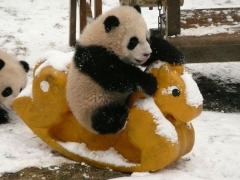 Desiigner - Panda (Picture Lyrics)