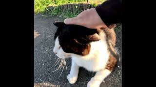 野良猫さん、このひげを見てると嬉しくなる #Shorts