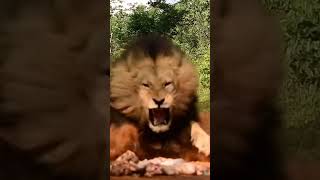 The Lion Huge Male Lions charging for food #lionhunting  #lionhuntingvideos #lionhunt #leopard