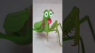 Praying Mantis vs Cricket: Epic Insect Showdown!  #mantis #funny #insects