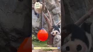 【大熊貓🐼之旅】細佬囉囉攣掛住媽咪，Matt奶爸抱返細佬返回玩具店￼#panda #熊日常 #cutepanda #黑熊 #cute #redpanda夕消 #animals #zoo #8月5日