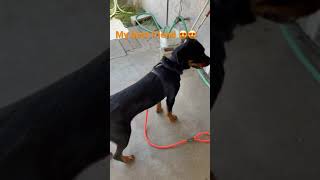 My dog is so cute. no cap #shorts #ilovemydog