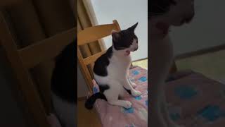 出勤前の猫たち🐾