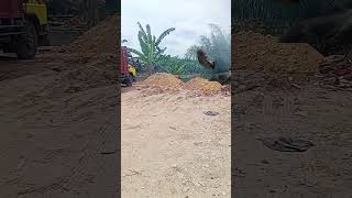 Ular Python Bersembunyi di Sawah #ular #ularberbahaya #sawah #sawit #ularsawa #ularberbisa#ularnaga