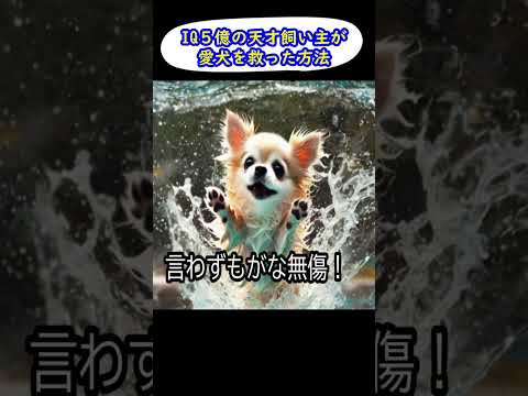 【アニメ】IQが高すぎる天才飼い主が愛犬を救った方法【コント】 #shorts