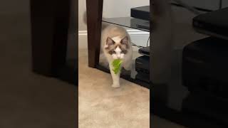 When Lettuce Steals the Show #sillycats
