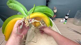 orchid is falling apart treatment does not help: THE MOST effective way to save an orchid