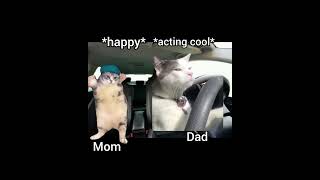 pov cat roadtrip relatable #funny #joke #meme #memepost #memes #cat #catmemes