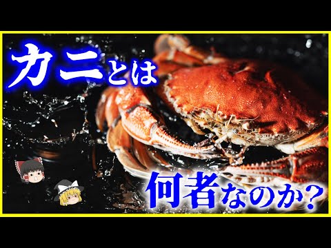 【ゆっくり解説】近年判明したカニの祖先とは…？「カニ」とは何者なのか？を解説/カニの進化の歴史とカーシニゼーション（蟹化）