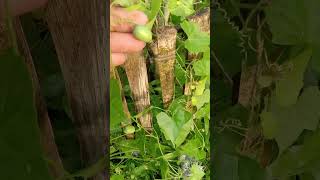 wild cocumber yummy
