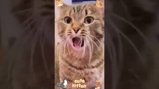 what are you doing😹#funny #pets #catcomedy #catvideos #cat#catshorts #funnyanimal #catlover#funnycat