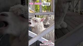 #陽明山#草山小鎮#alpaca#羊駝🦙#草泥馬#YangMingShan#OldTown(2023)