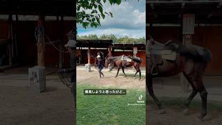 乗馬しようと思ったけどやめた理由がこちら #滝沢牧場 #乗馬 #tobe  #youtubeshorts #tiktok #newvideoisup #うましかちゃんねる #amazing