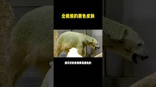 【一天一冷知识】北极熊的黑色皮肤  #冷知识 #涨知识 #科普 #shorts